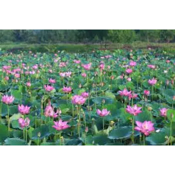 Lotus Flower